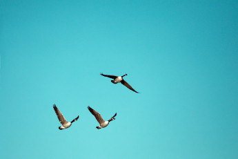 Картинка животные гуси природа небо птицы