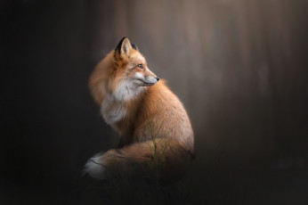 Картинка животные лисы морда взгляд лиса