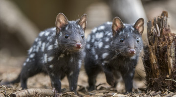 Картинка животные крысы +мыши кволлы пара пень