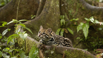 Картинка животные оцелоты зверь кот лес хищник джунгли