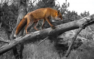 Картинка животные лисы морда взгляд лиса
