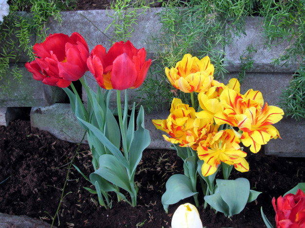 Обои картинки фото цветы, тюльпаны, пестрый