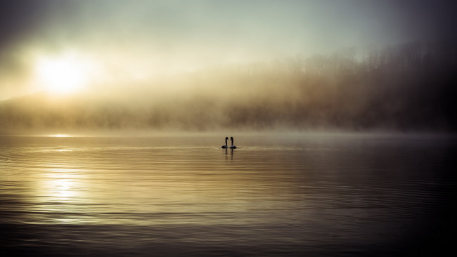 Обои картинки фото животные, лебеди, туман, озеро