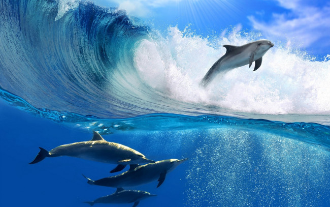 Обои картинки фото животные, дельфины, море, океан, вода, волна