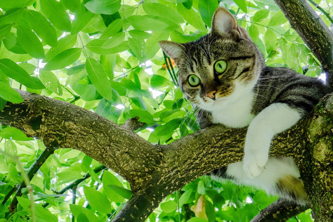 Обои картинки фото животные, коты, дерево, листва, на, дереве, кот, листья, кошка