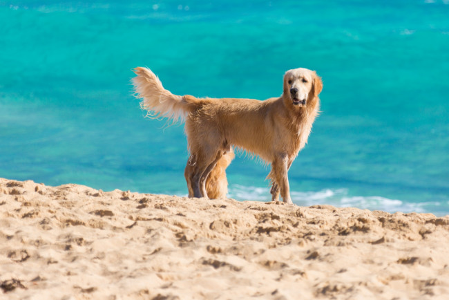 Обои картинки фото животные, собаки, животное, вода, песок