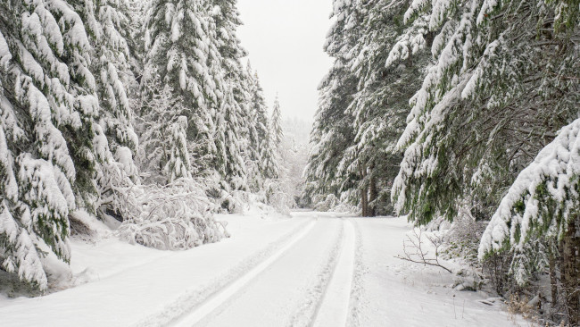 Обои картинки фото природа, зима, ели, деревья, снег, лес, дорога