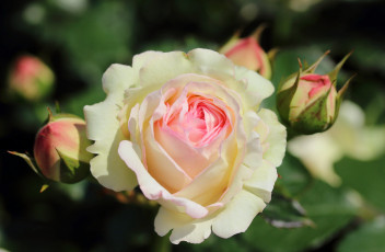 Картинка цветы розы бутоны макро нежность