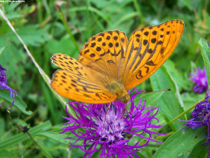 Картинка летние этюды животные бабочки