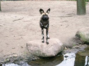 Картинка berlin zoo животные гиены гиеновые собаки