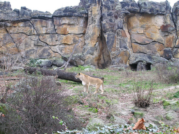 Обои картинки фото berlin, zoo, животные, львы