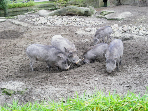 Обои картинки фото berlin, zoo, животные, свиньи, кабаны