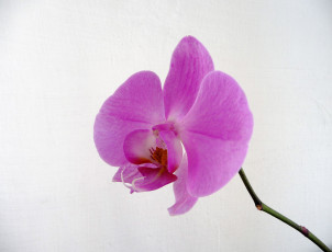 Картинка цветы орхидеи розовый экзотика