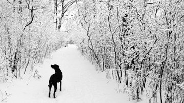 Картинка животные собаки лес снег зима