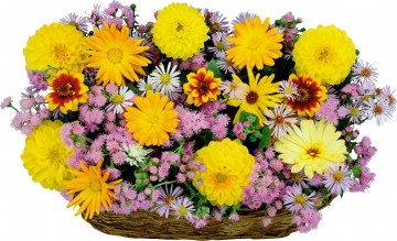 Картинка цветы букеты композиции хризантемы георгины корзинка