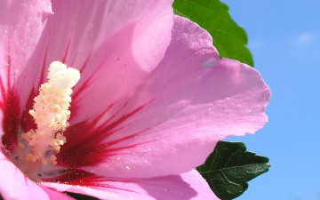 Картинка цветы мальвы розовый макро