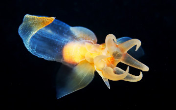 Картинка животные морская фауна молюск море
