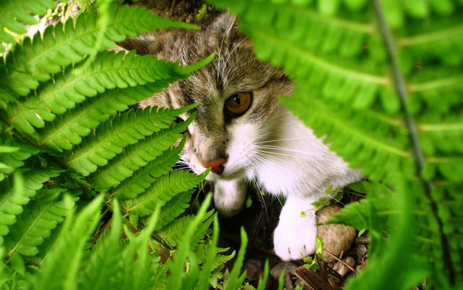 Обои картинки фото животные, коты, кошка, листья, прятки