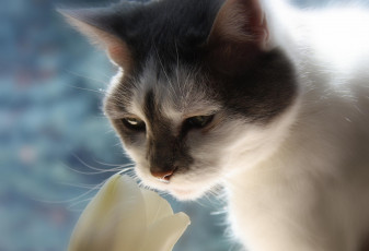 Картинка животные коты мордочка тюльпан
