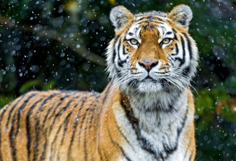 Картинка животные тигры морда хищник