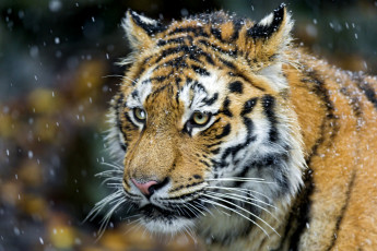 Картинка животные тигры снег портрет