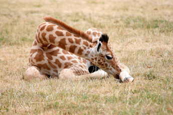 Картинка животные жирафы пятна малыш
