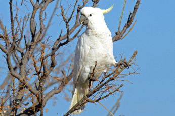 Картинка животные попугаи белый какаду