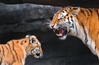 Картинка животные тигры тигр дикая кошка тигренок детеныш