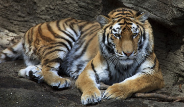 Картинка животные тигры отдых хищник