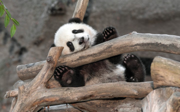 Картинка животные панды san diego bear panda zoo