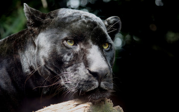 Картинка животные пантеры пантера ягуар черный дикая кошка
