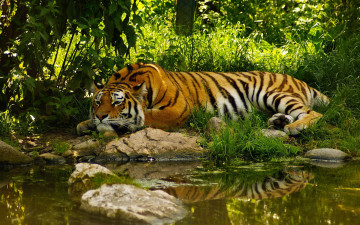 Картинка животные тигры tiger