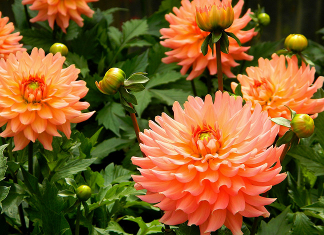 Обои картинки фото цветы, георгины, оранжевый, шары