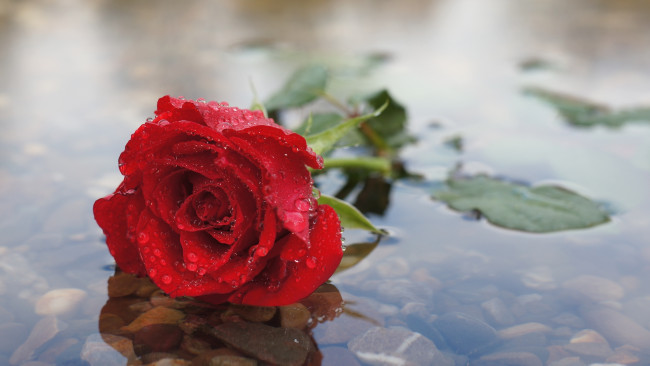 Обои картинки фото цветы, розы, вода, красный