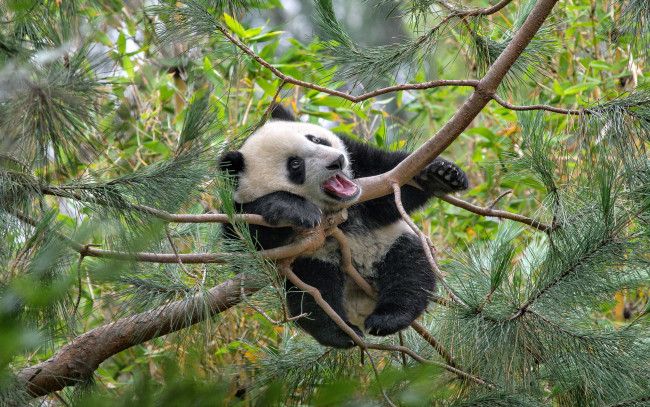 Обои картинки фото животные, панды, дерево, bear, panda