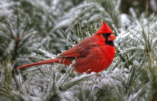 Обои картинки фото животные, кардиналы, красный, снег, сосна