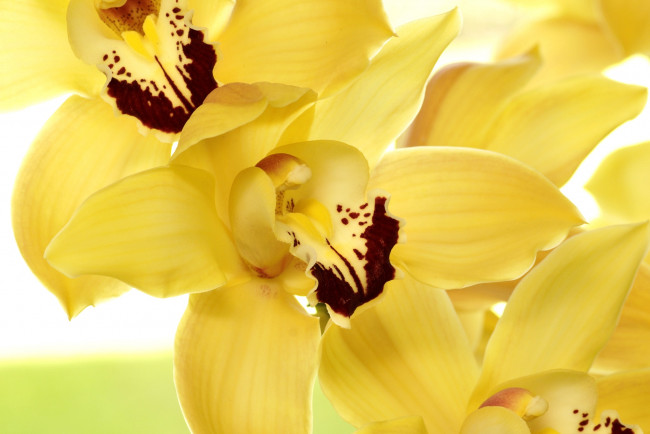 Обои картинки фото цветы, орхидеи, желтый, лепестки