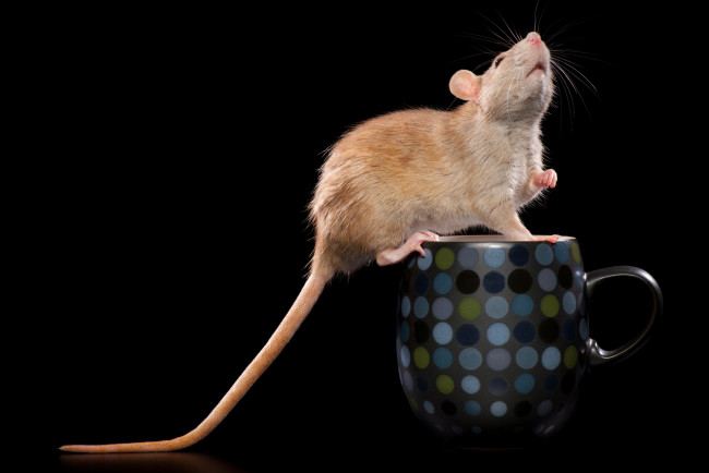 Обои картинки фото животные, крысы, мыши, чашка, хвост
