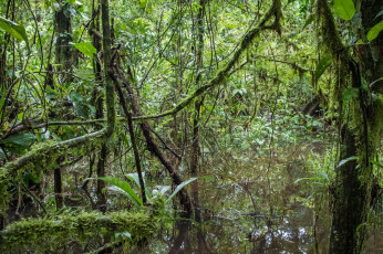 Картинка природа лес сельва коста-рика заросли мох водоём