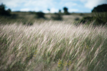 Картинка природа луга лето трава