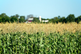Картинка природа поля сельская местность поле кукурузы деревья сарай фермы боке кукуруза дом небо