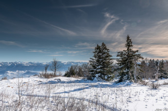 Картинка природа зима поле