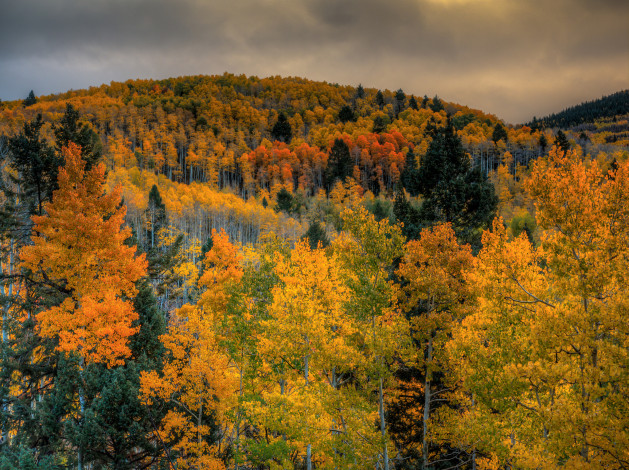 Обои картинки фото природа, лес, тучи, небо, горы, деревья, осень