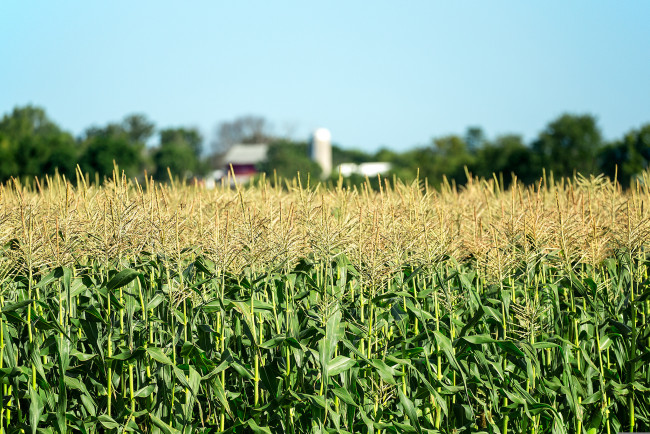Обои картинки фото природа, поля, сельская, местность, поле, кукурузы, деревья, сарай, фермы, боке, кукуруза, дом, небо