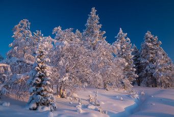 Картинка природа зима сугробы ели деревья пейзаж снег лапландия финляндия