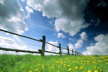 Картинка природа луга небо одуванчики трава изгородь облака