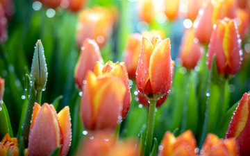 Картинка цветы тюльпаны бутоны капли