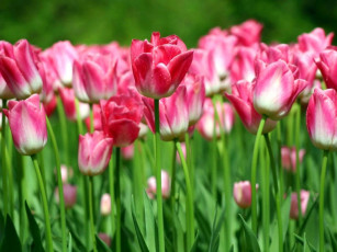 Картинка цветы тюльпаны много розовый