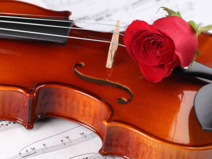 обоя музыка, музыкальные, инструменты, скрипка, роза, ноты
