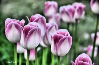 Картинка цветы тюльпаны tulip